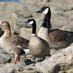 Greater White-fronted Goose